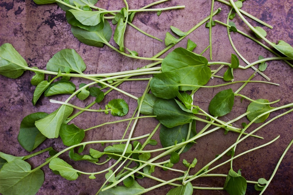 watercress pesto-5931