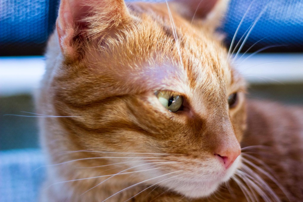Summer Arugula Salad with Watermelon, Feta & Buckwheat-0026