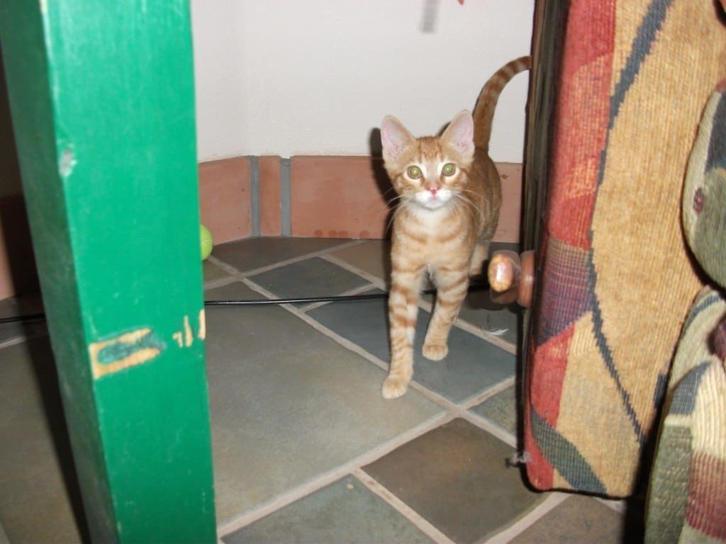 cat 007