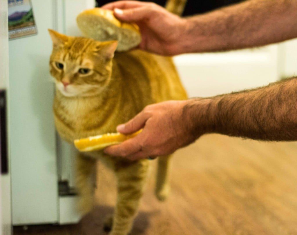 BBQ Cauliflower & Chickpea Tacos with a Creamy Lime Slaw-1284
