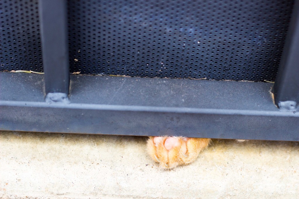 Lime Cheesecake Parfaits with Coconut Whipped Cream-4019